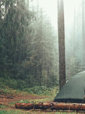 Дождь в лесу | Пикабу
