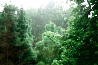 Дождь в лесу - красивые фото