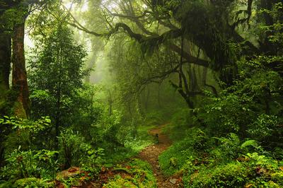 Дождь в лесу» — создано в Шедевруме