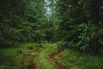 После дождя в лесу.. / Автор: Юрий С.