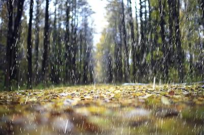 Дождь В Лесу Мокрые Листья На Переднем Плане Фон Картины И Капли Дождя В  Центре Внимания — стоковые фотографии и другие картинки Pinaceae - iStock
