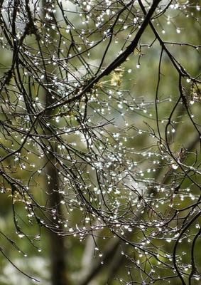 Начало весны. Дождь. :: Юрий Спасовский – Социальная сеть ФотоКто