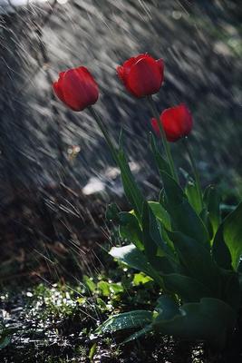 Дождь весной (34 фото) - 34 фото