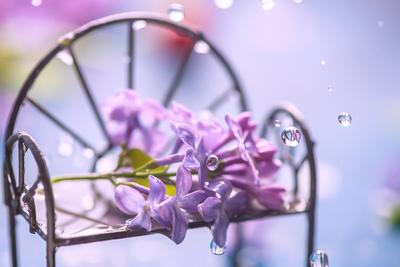 Растения И Капли Дождя В Дождливые Дни Весной — стоковые фотографии и  другие картинки Дождь - Дождь, Осень, Зима - iStock