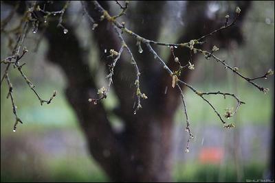 Весенний дождь - 74 фото