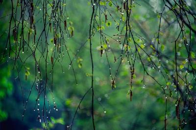 Первый весенний дождь | Дачные радости с Ириной | Дзен