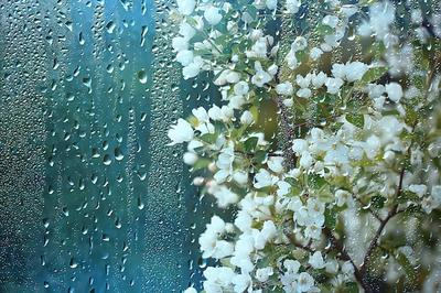 Весенний Дождь Лесу Свежие Ветви Бутона Молодые Листья Каплями Дождя  стоковое фото ©xload 352828644