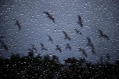СВЕТ - дождь тучки кружат хоровод ветерок о том поёт и беспечно небосвод  бирюзою обольёт тихо-тихо как всегда с неба капает вода человек раскроет  рот ловит капельки и пьёт дождь тучи над