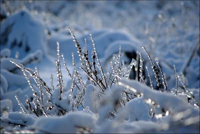 В ближайшие сутки в Москве ожидается ледяной дождь - РИА Новости, 21.11.2022