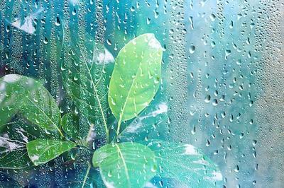 Летний дождь мокрое стекло / абстрактный фон пейзаж в дождливый день за  окном размытый фон | Премиум Фото