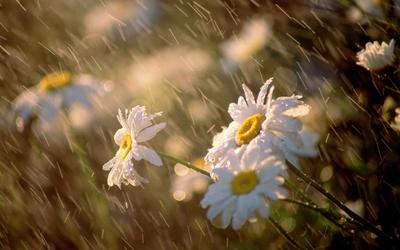 Летний дождь и полевые цветы Stock Photo | Adobe Stock