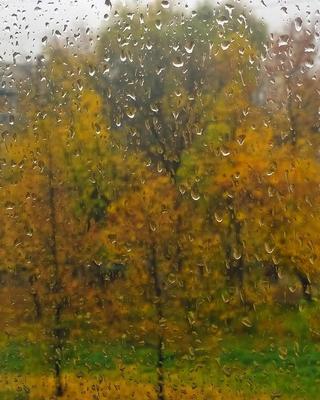 картинки : воды, падение, дождь, лист, окно, влажный, в одиночестве, Грусть,  Осень, Погода, грустный, одиночество, Горе, Депрессия, Замораживание,  Укрытие, Дождь со снегом смешанный 6000x4000 - - 562967 - красивые картинки  - PxHere