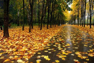 осень , дождь | Beautiful nature pictures, Farmland, Country roads