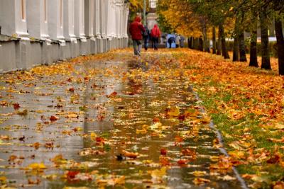 осень дождь - | Осенние картинки, Осенний баннер, Осенние листья