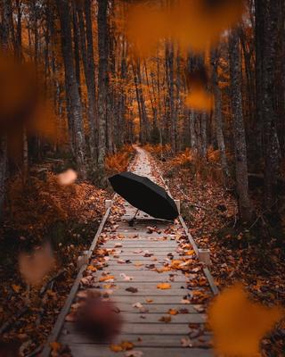 Осень,дождь,зонты... :: Виктор Колмогоров – Социальная сеть ФотоКто