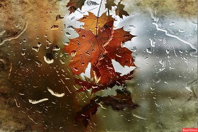 Осень, дождь, улица, листья.