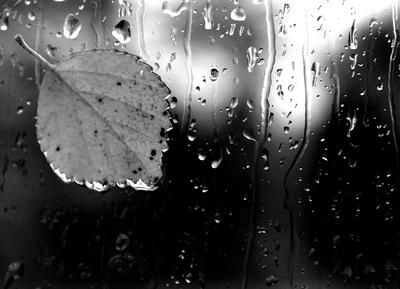Осенний дождь :: Владимир Помазан – Социальная сеть ФотоКто