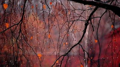 Осенний дождь за окном - 62 фото