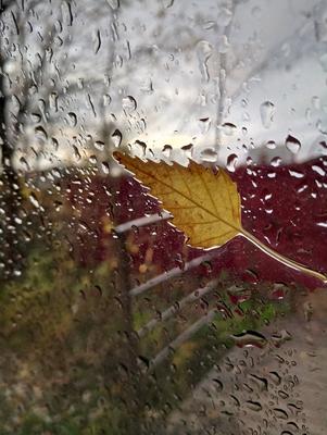 The Green Tree Blog: Осенний дождь