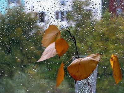 Дождь осенний стучится в окно........ :: Павлова Татьяна Павлова –  Социальная сеть ФотоКто