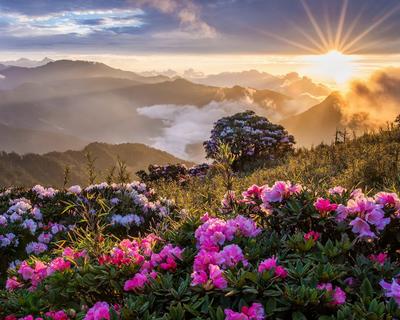 Картинки цветы, утро, горы, рассвет,восход солнца,солнце,на  высоте,лучи,дерево,облака,трава, рододендроны - обои 1280x1024, картинка  №190379