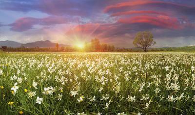 Фото Весеннего рассвета: Очаровательные изображения для вашего экрана |  Весенний рассвет Фото №1067544 скачать