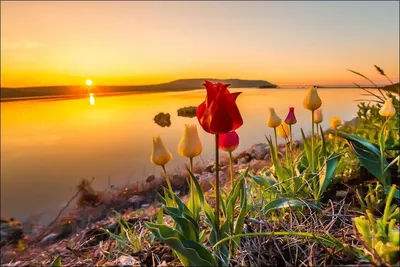 Рассвет весной :: Юрий Стародубцев – Социальная сеть ФотоКто