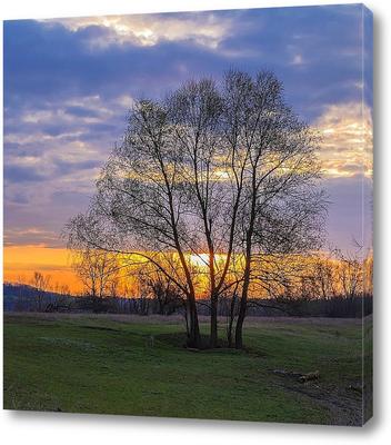 Весенний Рассвет На Реке Дон, Большое Дерево Фотография, картинки,  изображения и сток-фотография без роялти. Image 70772762