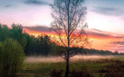 весенний восход солнца над цветущим люпиновым полем луч спокойный восход  солнца Фото Фон И картинка для бесплатной загрузки - Pngtree