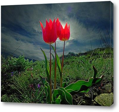 Букет из тюльпанов «Весенний рассвет» - интернет-магазин «Funburg.ru»