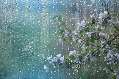 Весенний дождь в лесу, свежие ветки бутона и молодые листья с каплями дождя  | Премиум Фото
