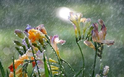 Весенний Дождь Цветы Фон Цветок Поля Природа Свежая Зеленая Вода стоковое  фото ©xload 485565148