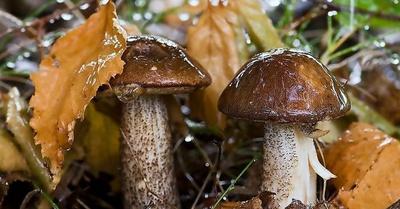 Как быстро появляются грибы после дождя | Пикабу