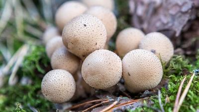 Растут, как грибы после дождя... ☺: luvida — LiveJournal