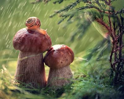 Грибы в лесу после дождя» — создано в Шедевруме