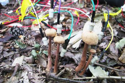 Гигантские грибы заметили в центре Москвы после дождя - Мослента