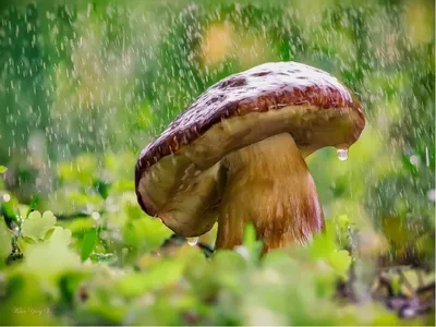 Собирать грибы после дождя - это самая желанная тихая охота. Запах леса не  сравним ни с чем. Стоит легкая дымка, сильный запах хвои и… | Instagram