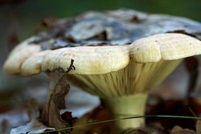 Почему за грибами надо ходить сразу после грозы? | VOLTS | Дзен