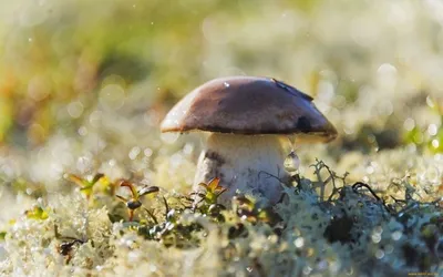 Какие грибы растут быстрее всех? За ними можно идти в лес почти сразу после  дождя - Telegraf.news