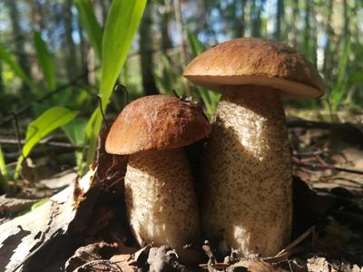 Биологи «подслушали» общение грибов с помощью электричества после дождя -  Газета.Ru | Новости