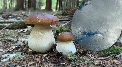 Как быстро появляются грибы после дождя, и сколько они растут | Novate:  Идеи для жизни | Дзен