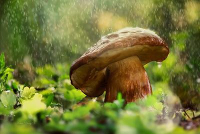 После дождя сразу в лес? Как долго на самом деле растут грибы