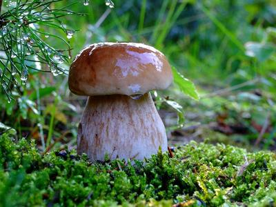 Биологи: после дождя грибы в лесу общаются с помощью электрических сигналов  - Телеканал \"Наука\"