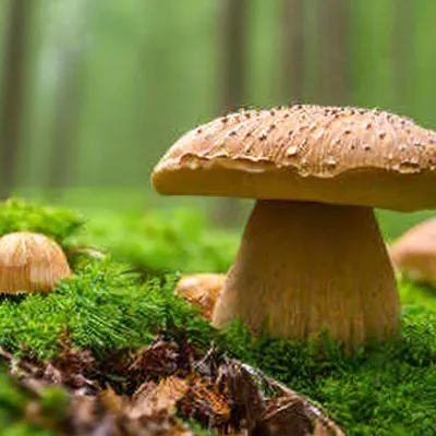 Советы грибника: где и как собирать грибы - Советы - РИАМО в Люберцах