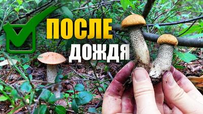 Белые грибы в лесу после дождя» — создано в Шедевруме
