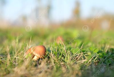 Как быстро появляются грибы после дождя?