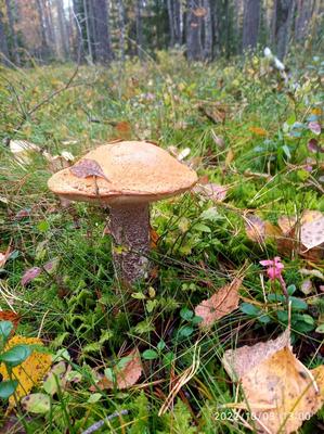 Люблю грибы, после дождя | Грибы в Подмосковье 2024 | ВКонтакте