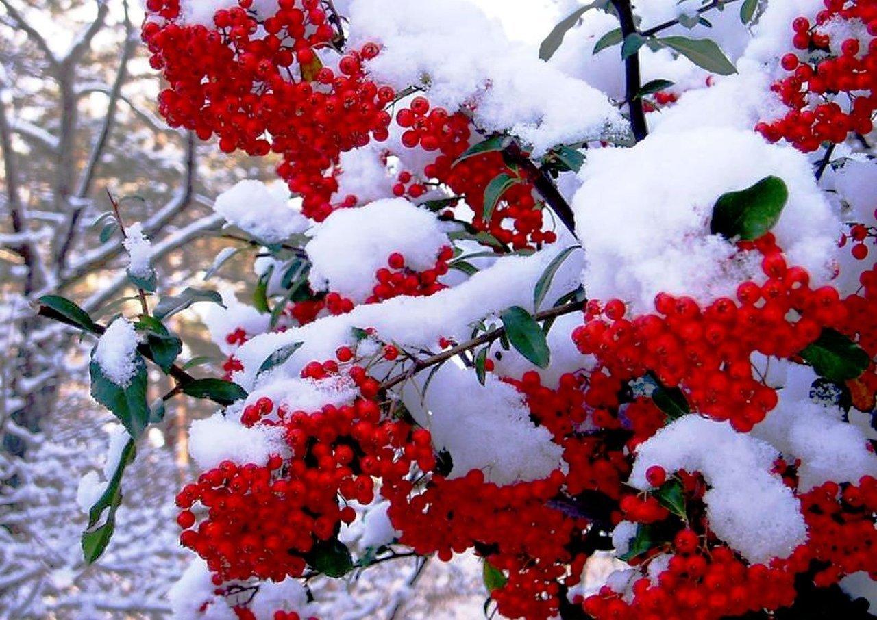Калина зимой (47 фото) - 47 фото