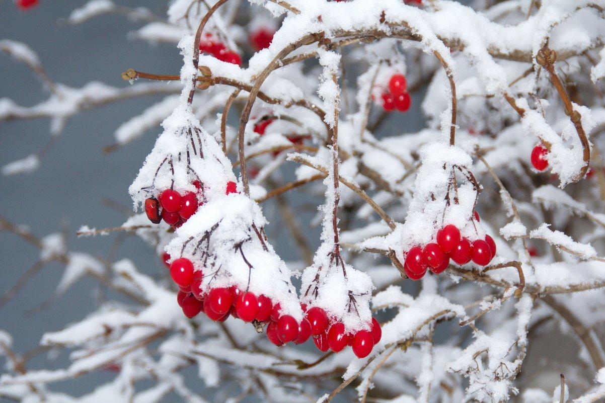 Зимние ягоды (51 фото) - 51 фото