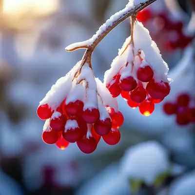 Калина в снегу. красивая зима фотообои • фотообои под, кластер, куст |  myloview.ru